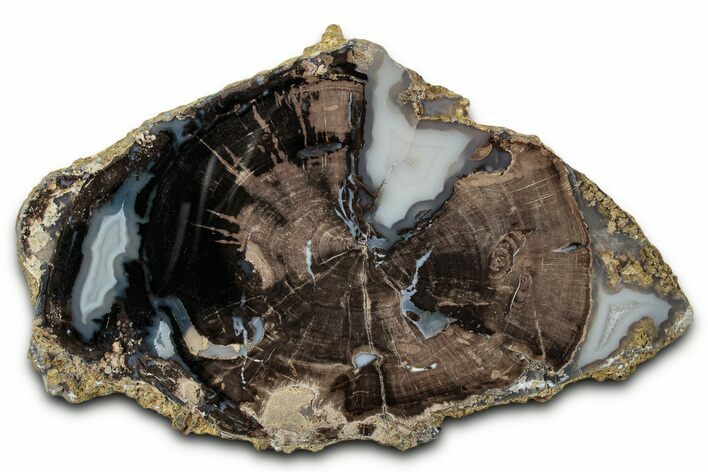 Petrified Wood (Schinoxylon) Round - Blue Forest, Wyoming #335008